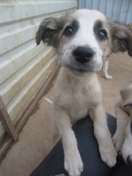 ROSIE (ex LYSE) - chiot femelle, de taille moyenne à l'âge adulte - née environ en janvier 2022 - REMEMBER ME LAND - Adoptée par Tsila (38)  Lyse_310