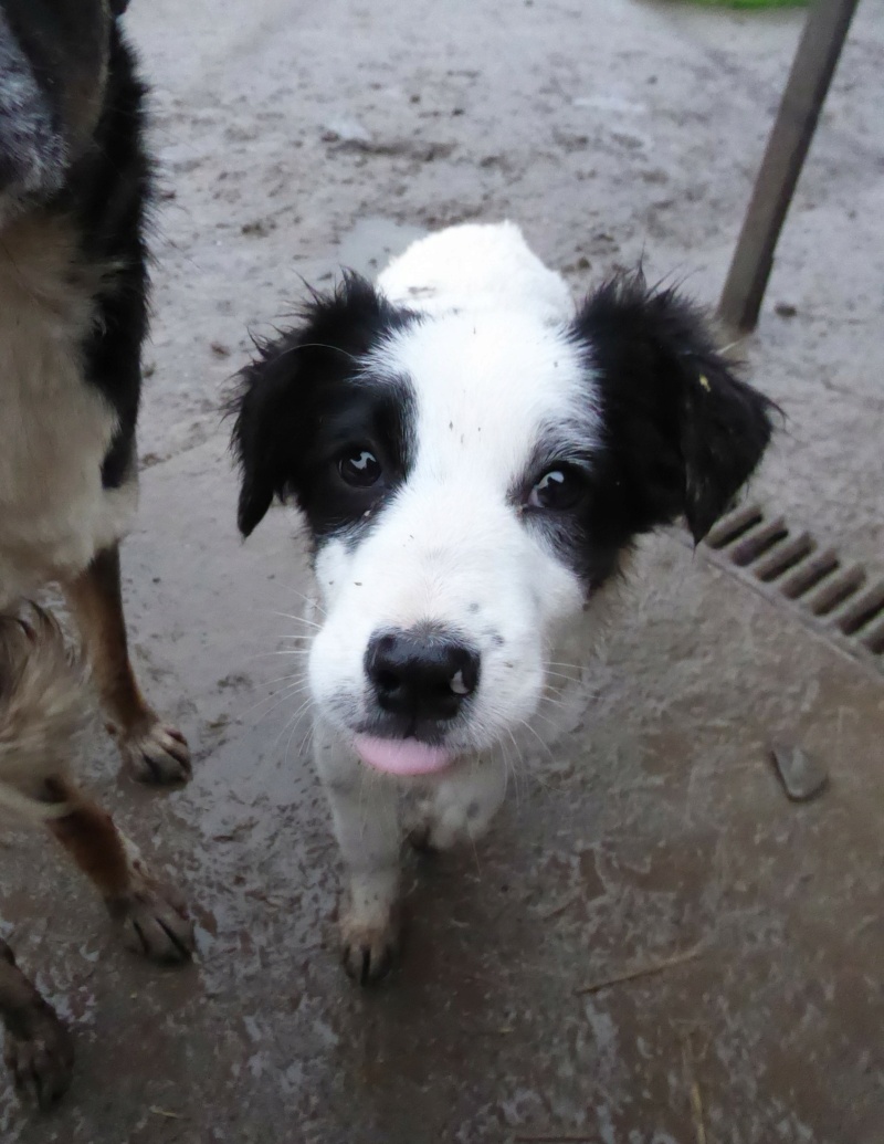 MIREI - chiot femelle, de taille moyenne à l'âge adulte - née environ en août 2022 - REMEMBER ME LAND - Adoptée par Laura (6120 - Belgique)  Mirei_10