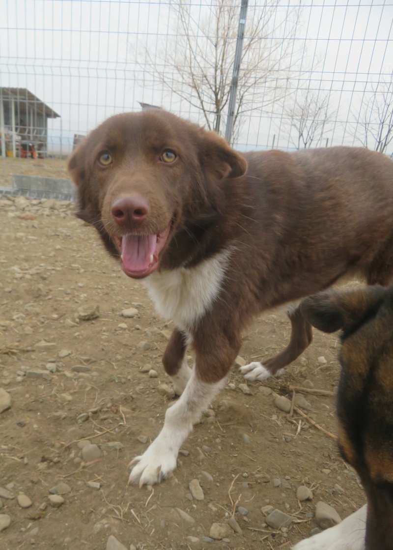 MOKA (ex MOCHA) - femelle, de taille moyenne, née environ en février 2021 - En pension au centre (Roumanie) - Adoptée par Ingeborg (69)  Mocha_13