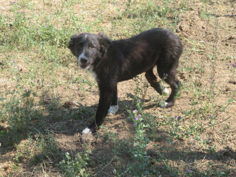 SALLY (ex MYSTERE) - chiot femelle, tri-pattes, de taille petite à moyenne à l'âge adulte - née environ en janvier 2022 - (Centre RM Pascani en Roumanie) - Adoptée par Charlotte (71)  Myster21