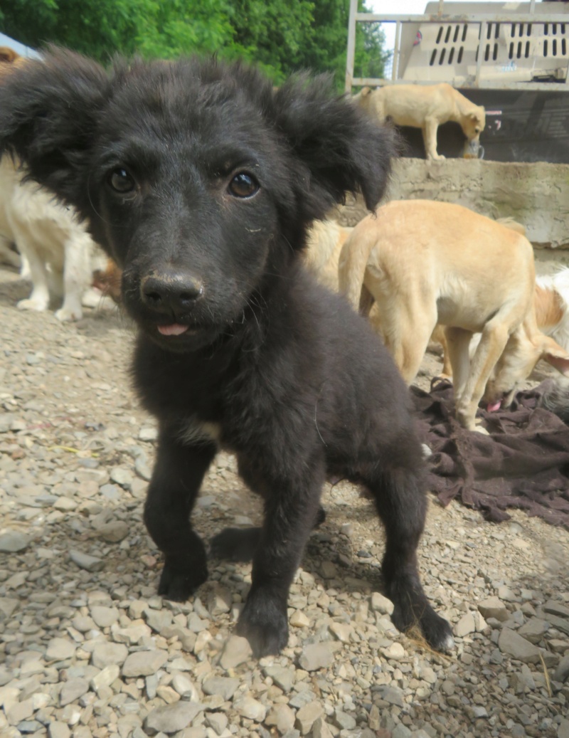 Kāla (ex NOIRETTE) - chiot femelle, de taille moyenne à l'âge adulte - née environ en mars 2022 - REMEMBER ME LAND - Adoptée par Liam (1030 - Belgique)  Noiret16