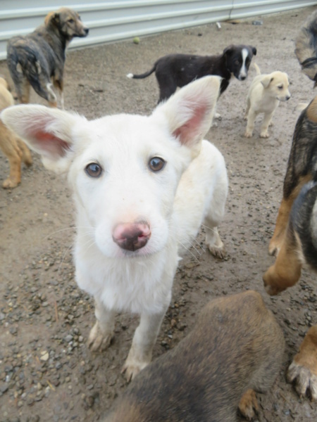 REVNA (ex NOUR) - chiot femelle, de taille moyenne à grande à l'âge adulte - née environ en novembre 2021 - REMEMBER ME LAND - Adoptée par Océane (37)  Nour_111