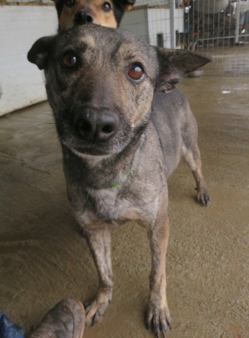 ZOE (ex ODESSA) - femelle, de taille moyenne, née environ en mars 2012 - (Ukraine - Centre RM Pascani en Roumanie) - Adoptée par Gulsah (10)  Odessa34