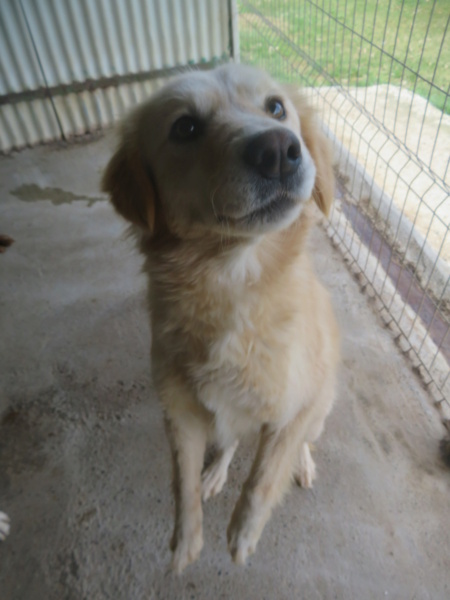 MADDY (ex OPALIA) - femelle, typée golden retriever, de taille moyenne, née environ en septembre 2016 - REMEMBER ME LAND - Adoptée par Agathe (68)  Opalia19