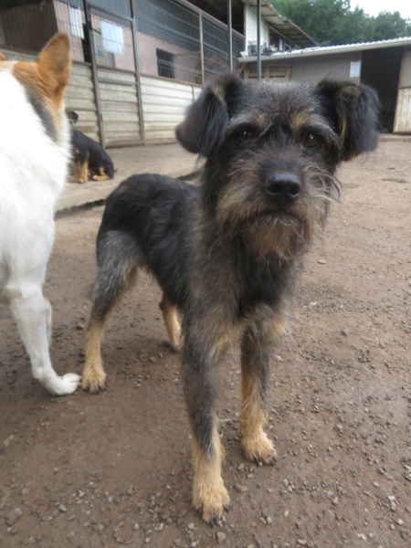 PAVEL - mâle, de taille petite à moyenne, né environ juillet 2019 - REMEMBER ME LAND - Adopté par Eric et Christine (5350 - Belgique) Pavel_18