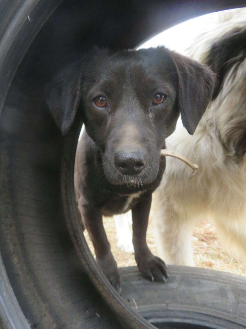 PEACH (ex PEARLA) - femelle, de taille petite à moyenne - née environ en février 2015 - (Ukraine - Centre RM Pascani en Roumanie) - Adoptée par Maela (23)  Pearla16