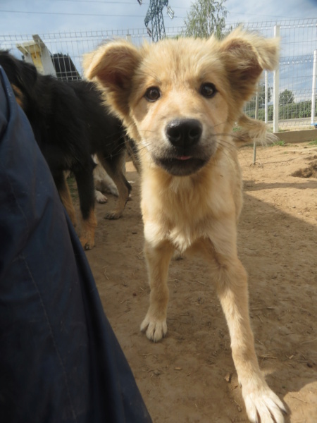 PENNY (ex PENELOPE) - chiot femelle, de taille moyenne à l'âge adulte - née environ en avril 2022 - au Centre RM (Pascani) - Adoptée par Julie (94)  Penelo11