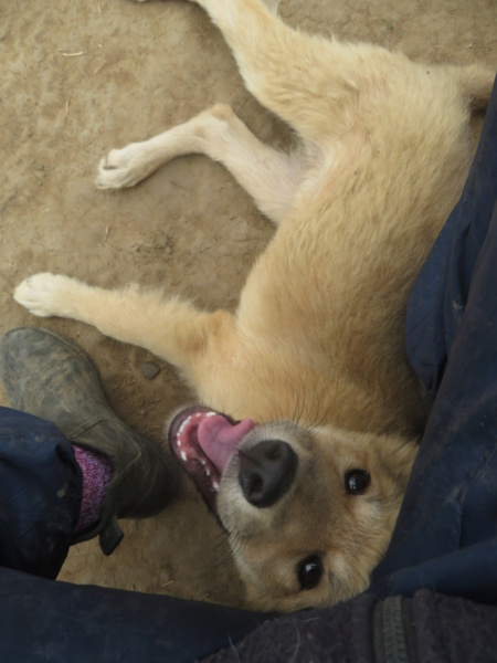 PENNY (ex PENELOPE) - chiot femelle, de taille moyenne à l'âge adulte - née environ en avril 2022 - au Centre RM (Pascani) - Adoptée par Julie (94)  Penelo13