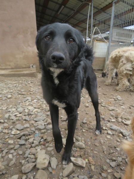 IKO (ex PENSAO) - mâle, de taille moyenne - né environ en janvier 2021 - REMEMBER ME LAND - Adopté par Abel (59)  Pensao21