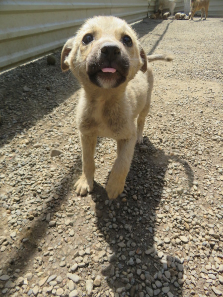 POPY - chiot femelle, de taille petite à moyenne à l'âge adulte - née environ en février 2022 - REMEMBER ME LAND - Adoptée par Mia (44)  Popy_510