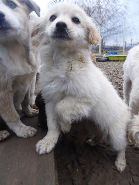 IROISE (ex RIBAMBELLE) - chiot femelle, typée golden retriever, de taille moyenne à l'âge adulte - née environ en octobre 2022 - Centre RM Pascani (Roumanie) - Adoptée par Katia (63)  Ribamb24