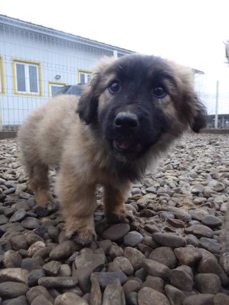 SALLY (ex RITOURNELLE) - chiot femelle, de taille petite à moyenne à l'âge adulte - née environ en octobre 2022 - Centre RM Pascani (Roumanie) - Adoptée par Sophie (57)  Ritour10