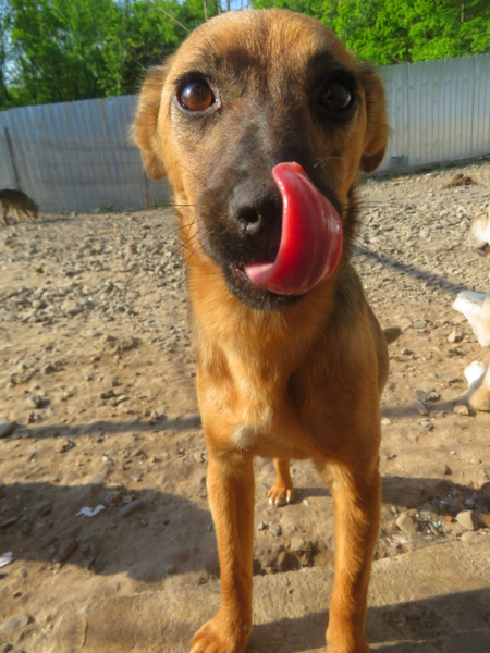 POPPY (ex RIVNE) - chiot femelle, de petite taille à l'âge adulte - née environ en  juillet 2021 (Ukraine - Centre RM Pascani en Roumanie) - Adoptée par Louis (31)  Rivne_27