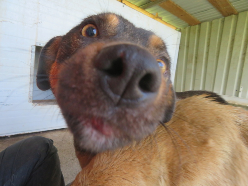 OLLY (ex ROLLY) - mâle, de petite taille à moyenne - né environ en janvier 2019 - (Fourrière de Roman) - REMEMBER ME LAND - Adopté par Éric (4651 - Belgique)  Rolly_12