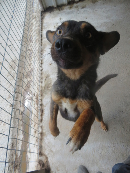 OLLY (ex ROLLY) - mâle, de petite taille à moyenne - né environ en janvier 2019 - (Fourrière de Roman) - REMEMBER ME LAND - Adopté par Éric (4651 - Belgique)  Rolly_17