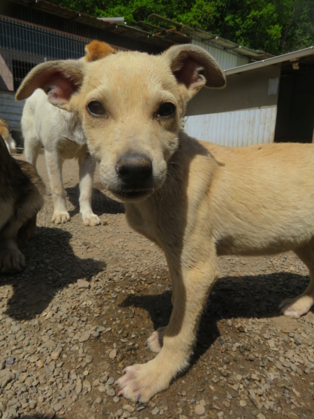 RORY - chiot mâle , de taille moyenne à l'âge adulte - né environ en février 2022 - REMEMBER ME LAND - Adopté par Yvette (4524 - Belgique) Rory_110