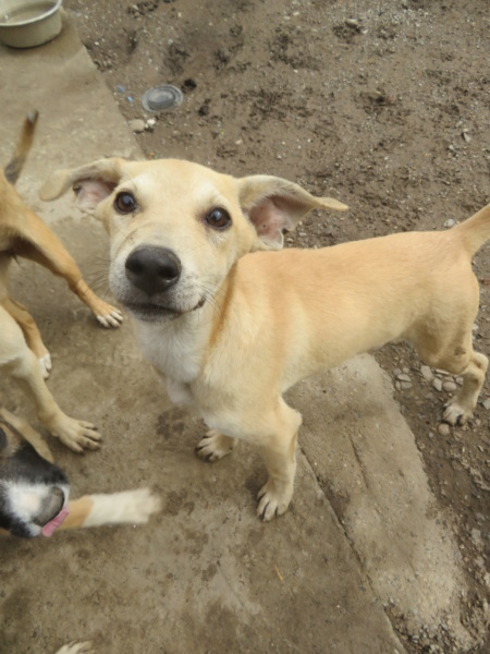 RORY - chiot mâle , de taille moyenne à l'âge adulte - né environ en février 2022 - REMEMBER ME LAND - Adopté par Yvette (4524 - Belgique) Rory_211