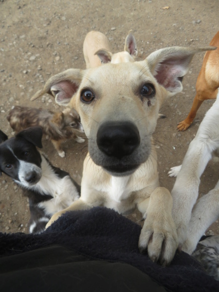 RORY - chiot mâle , de taille moyenne à l'âge adulte - né environ en février 2022 - REMEMBER ME LAND - Adopté par Yvette (4524 - Belgique) Rory_312