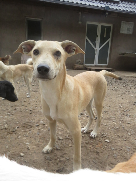 RORY - chiot mâle , de taille moyenne à l'âge adulte - né environ en février 2022 - REMEMBER ME LAND - Adopté par Yvette (4524 - Belgique) Rory_412