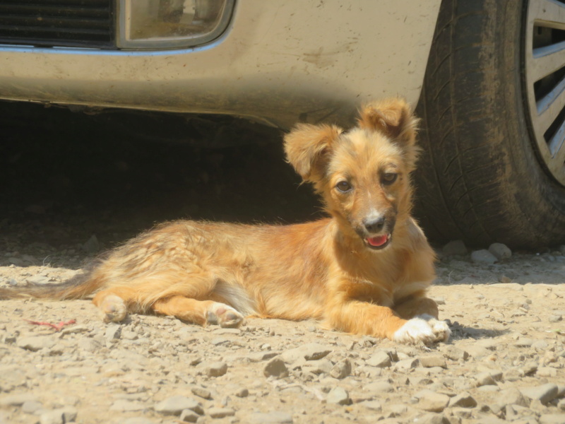 POLKA (ex RUFA) - chiot femelle, de taille petite à moyenne à l'âge adulte - née environ en décembre 2021 - REMEMBER ME LAND - Adoptée par Loelia (92)  Rufa_810