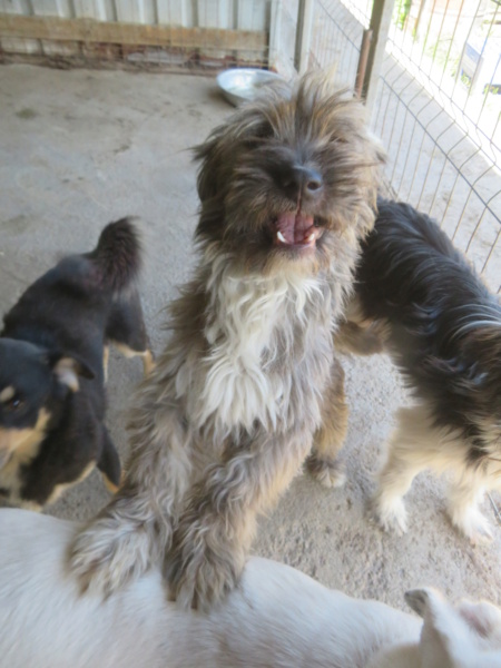 COOKIE (ex SABRO) - mâle, de petite taille à moyenne - né environ en mai 2019 - (Fourrière de Roman) - REMEMBER ME LAND - Adopté par Nancy (5100 - Belgique)  Sabro_26