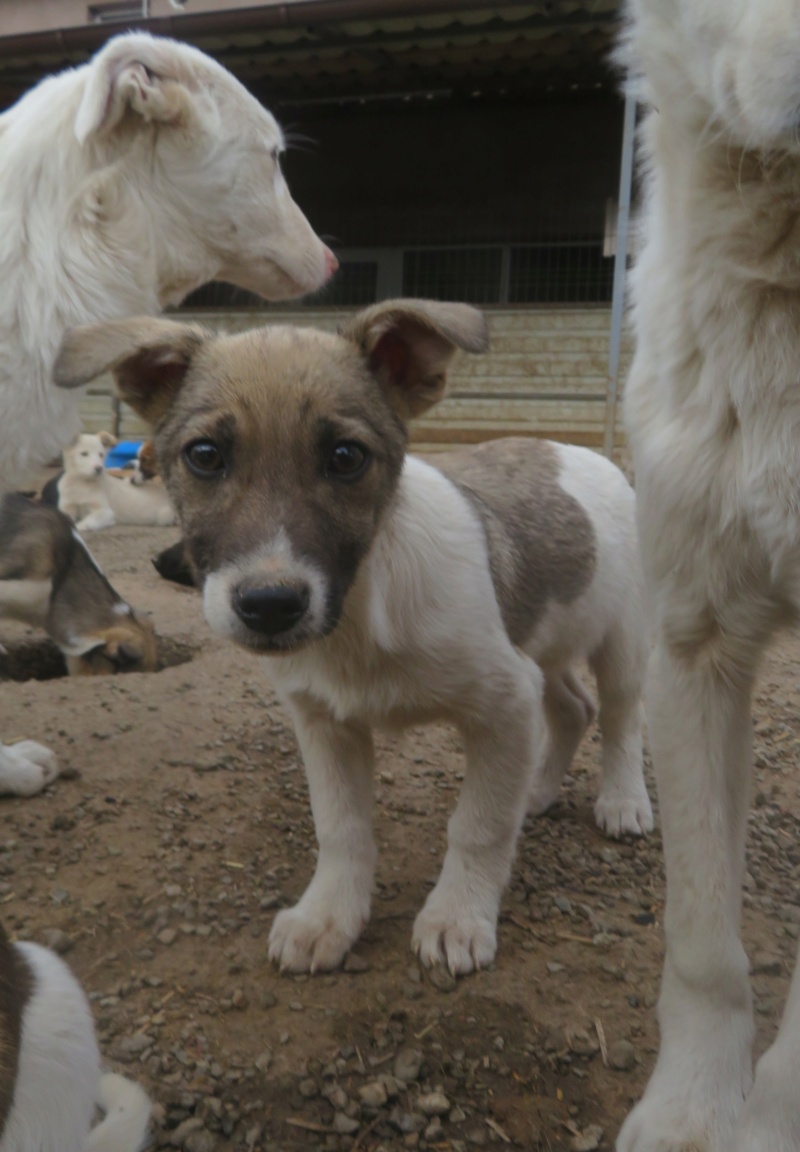 SAKI - chiot mâle, de petite taille à l'âge adulte - né environ en décembre 2021 - REMEMBER ME LAND - Adopté par Denis (67)  Saki_210