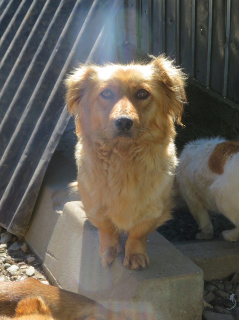 DAISY (ex SANDY) - femelle, de taille petite à moyenne - née environ en mai 2020 - REMEMBER ME LAND - en FA chez Anne-Catherine (68) - Adoptée par Mathilde (69) Sandy_11