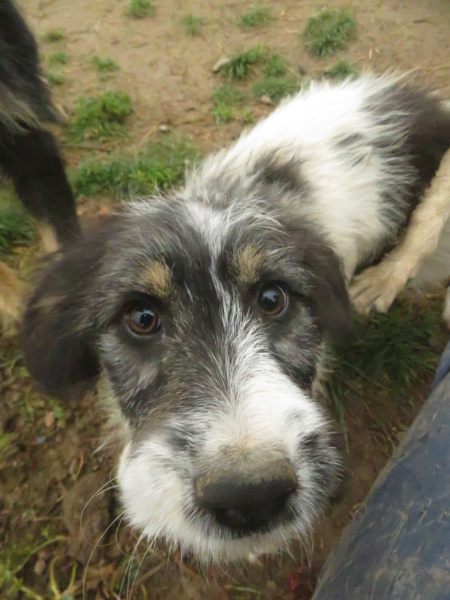 BAÏA (anciennement TARA et ex SARA) - chiot femelle, de taille moyenne à grande à l'âge adulte - née environ en juin 2022 - (Centre RM Pascani en Roumanie) - adoptée par Caroline (64) Sara_210