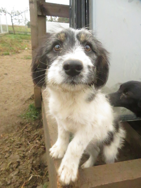 BAÏA (anciennement TARA et ex SARA) - chiot femelle, de taille moyenne à grande à l'âge adulte - née environ en juin 2022 - (Centre RM Pascani en Roumanie) - adoptée par Caroline (64) Sara_810