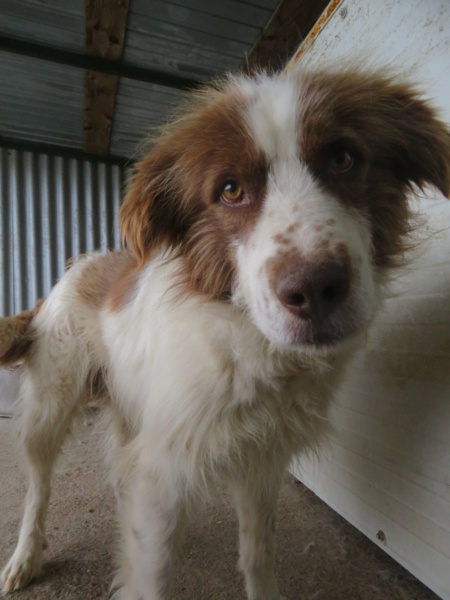 CESAR (ex SEAMUS) - mâle, de taille moyenne, née environ en mars 2019 - REMEMBER ME LAND - en FA chez CLÉMENTINE (54)/ Adopté par Sandrine (départ68) Seamus14