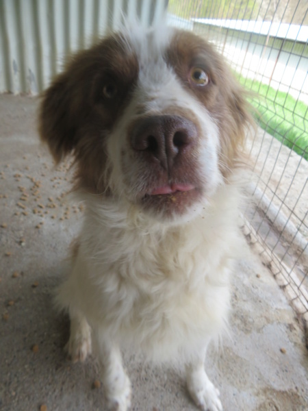 CESAR (ex SEAMUS) - mâle, de taille moyenne, née environ en mars 2019 - REMEMBER ME LAND - en FA chez CLÉMENTINE (54)/ Adopté par Sandrine (départ68) Seamus21