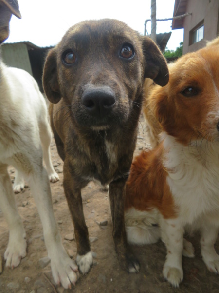 RACHEL (ex SERRA) - chiot femelle, de petite taille à l'âge adulte - née environ en octobre 2021 - REMEMBER ME LAND - Adoptée par Hortense (29)  Serra_11