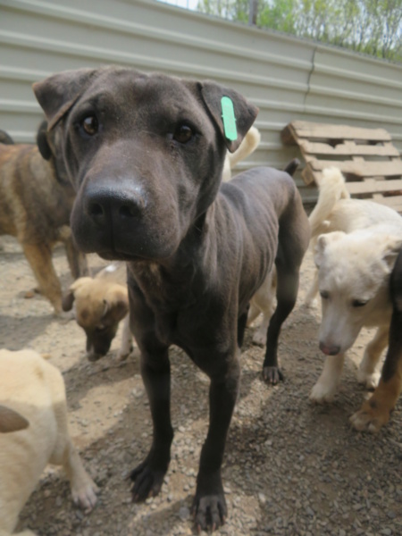 BONNIE (ex SHARON) - femelle, typée croisée sharpei, de taille moyenne - née environ en décembre 2020 (fourrière de Roman) - REMEMBER ME LAND - adoptée par Elodie (35)  Sharon14