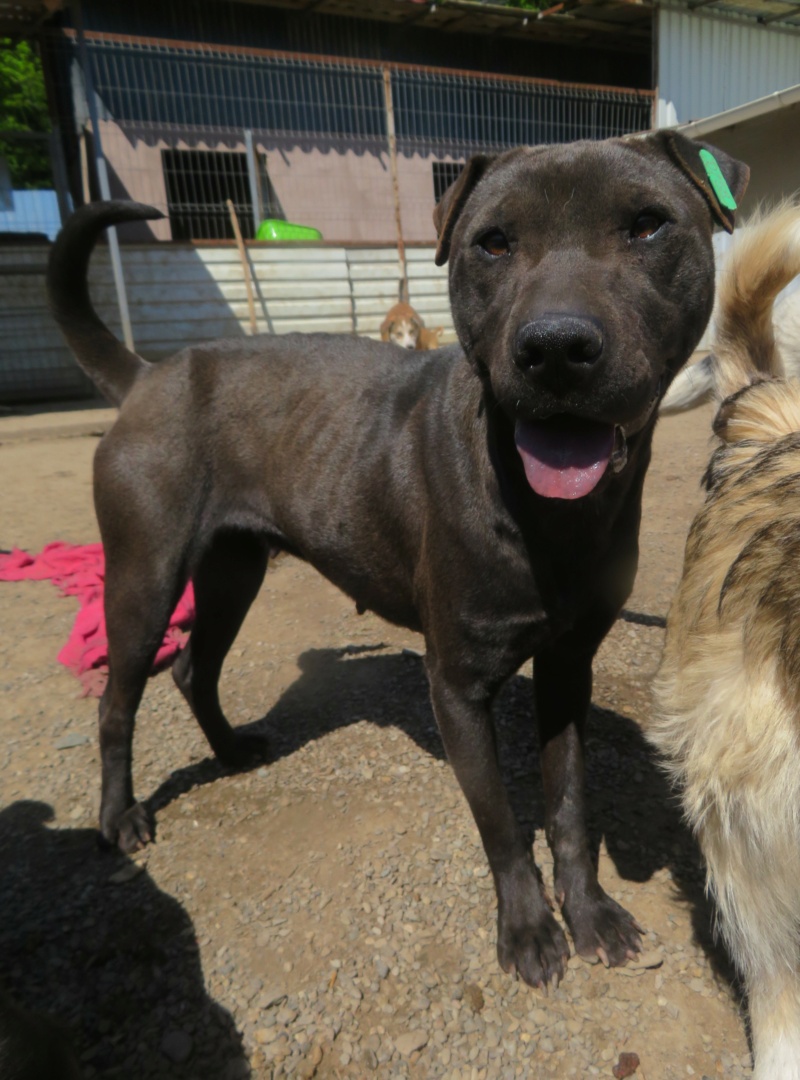 BONNIE (ex SHARON) - femelle, typée croisée sharpei, de taille moyenne - née environ en décembre 2020 (fourrière de Roman) - REMEMBER ME LAND - adoptée par Elodie (35)  Sharon19