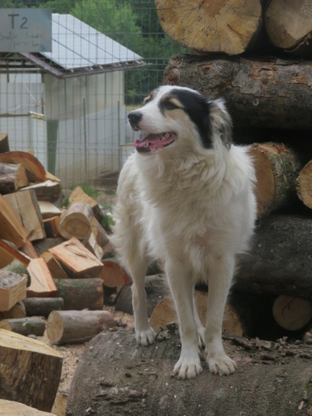 BONNIE (ex SOLEDAD) - femelle, de taille moyenne, née environ en juillet 2021 - REMEMBER ME LAND - Adoptée par Joséphine (76)  Soleda22