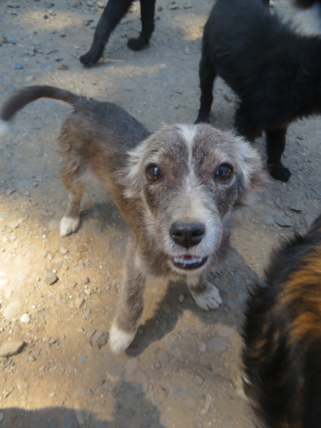 SOURICEAU - chiot mâle, de petite taille à l'âge adulte - né environ en mars 2022 - REMEMBER ME LAND - Adopté par Monique et Serge (7070 - Belgique)  Souric13