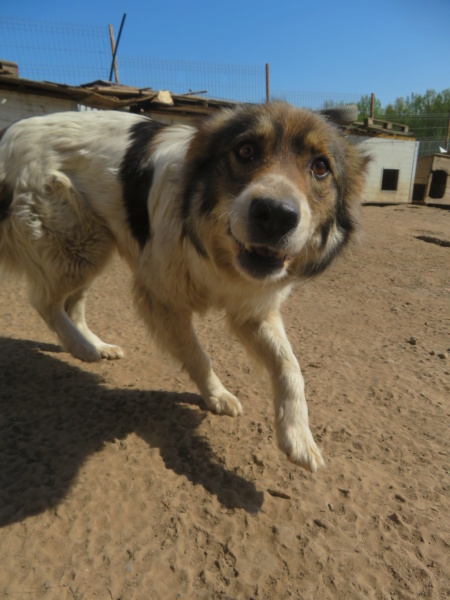 TACHA - femelle, de taille moyenne, née environ en mars 2018 - REMEMBER ME LAND - Adoptée par Sandrine (29)  Tacha_18