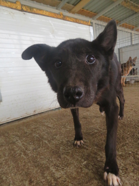 CHOUTKA (ex TUCHKA) - femelle, de taille moyenne, née environ en mars 2008 - (Ukraine - Centre RM Pascani en Roumanie) - En FA chez Delphine (79) - Adoptée par Brigitte (73) - Décédée  Tuchka21