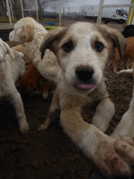 VIONO - chiot mâle, de taille moyenne à grande à l'âge adulte - né environ en octobre 2022 - REMEMBER ME LAND - Adopté par Chloe (41) Viono_16