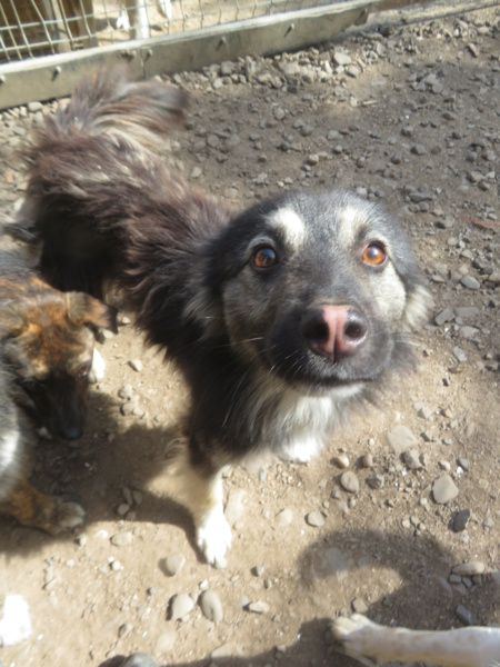 CHICHO (ex WAYNE) - mâle, de taille petite à moyenne, né environ août 2021 - REMEMBER ME LAND - Adopté par Lucia (1050 - Belgique)  Wayne_19