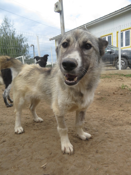 PITCHOULI (ex ZEPHYRA) - chiot femelle, de taille moyenne à l'âge adulte - née environ en décembre 2021 - au CENTRE RM (Pascani) - Adoptée par Igor (67)  Zephyr18