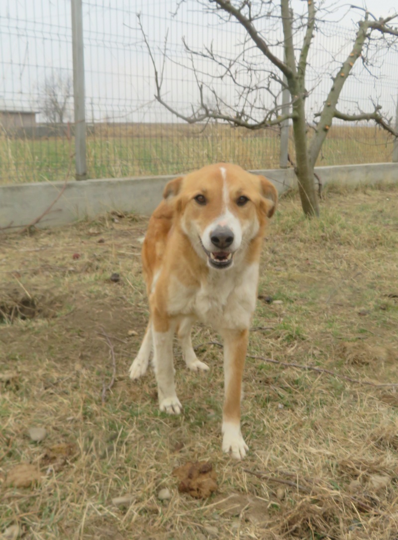 GRAOU (ex ZYZY) - femelle, de taille moyenne - né environ en février 2015 - (Ukraine - Centre RM Pascani en Roumanie) - Adoptée par Amandine (74)  Zyzy_111