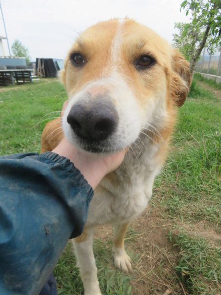 GRAOU (ex ZYZY) - femelle, de taille moyenne - né environ en février 2015 - (Ukraine - Centre RM Pascani en Roumanie) - Adoptée par Amandine (74)  Zyzy_511