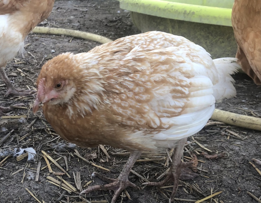 Urgent poule malade et jard décédé  Cb6f2310