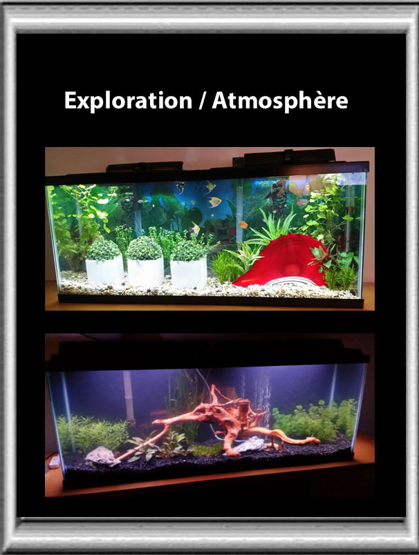 Ma  nouvelle aquarium ( 55 gallons 250 litres )  - Page 2 Explor11