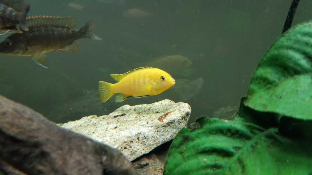 Poissons africain lac Malawi ( Idée que j'ai aimer )  Grosse13