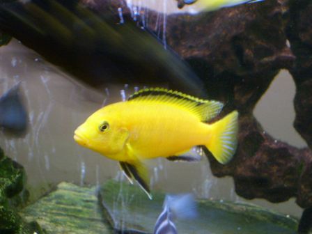 Mes poissons africain ( LABIDO.Coeruleus 6-7 cm labidochromis jaune )  S6300110