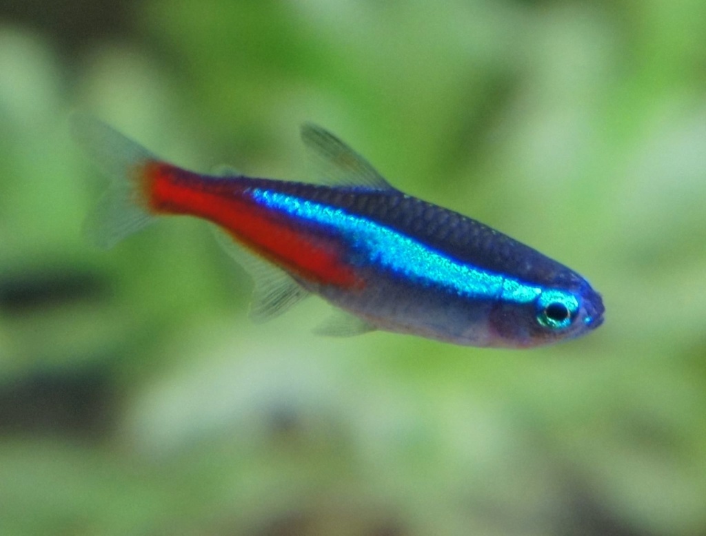 Recherche la cause ( Trouble dans une de mes aquariums )  Tetra_14