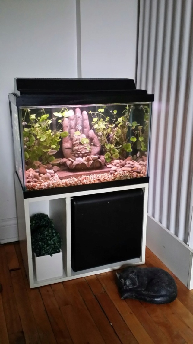 Ma  nouvelle aquarium ( 55 gallons 250 litres )  - Page 2 Thumb234