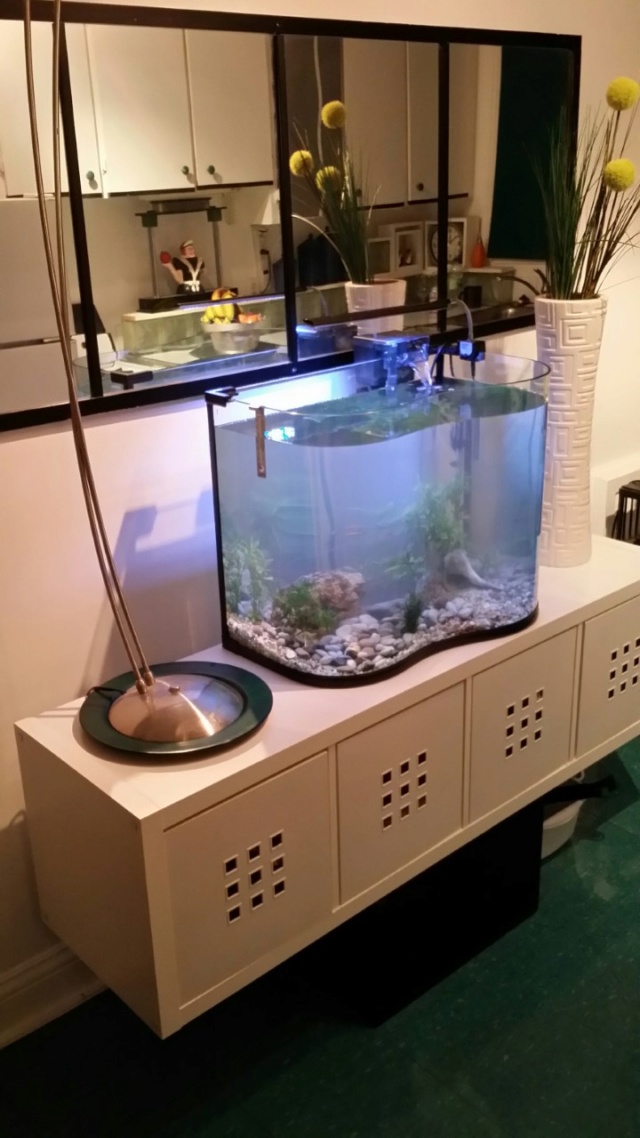 Nouveau chez Denis ( Aquarium 30 gallons ) 113 litres  Thumb235
